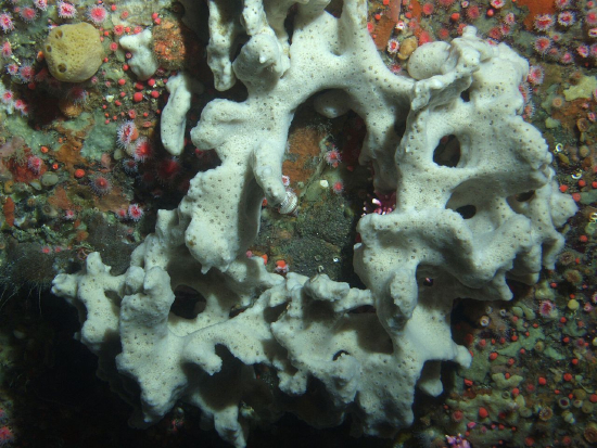  Ircinia campana (Stinking Sponge)